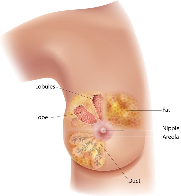 Nipple play diagram