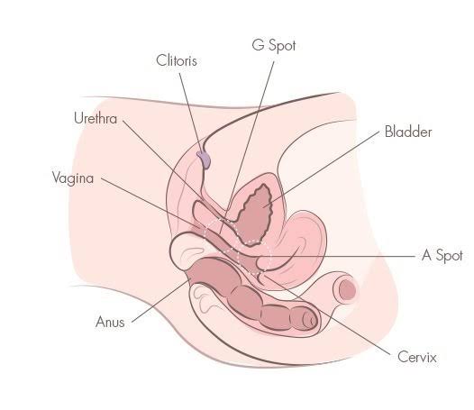 Vagina diagram for fingering 