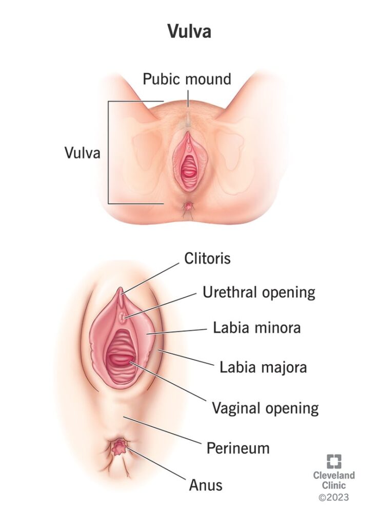 Vulva or vagina anatomy 